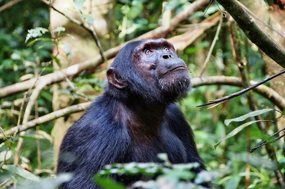 Kibale Reserve