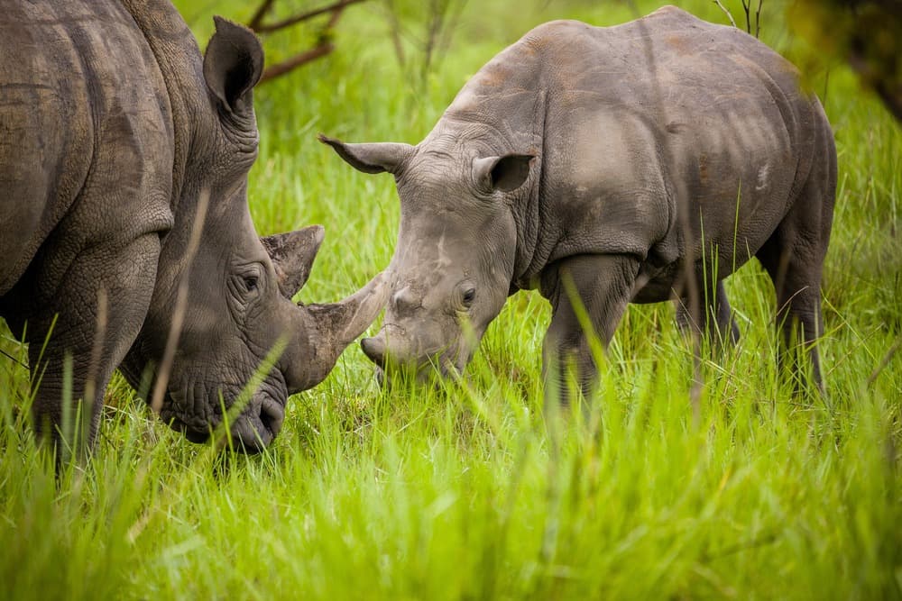 Ziwa Rhino Sanctuaries