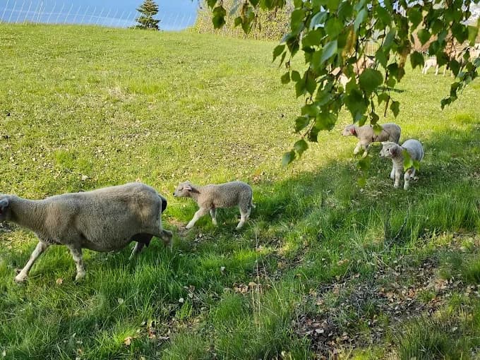 Henjatunet Farm