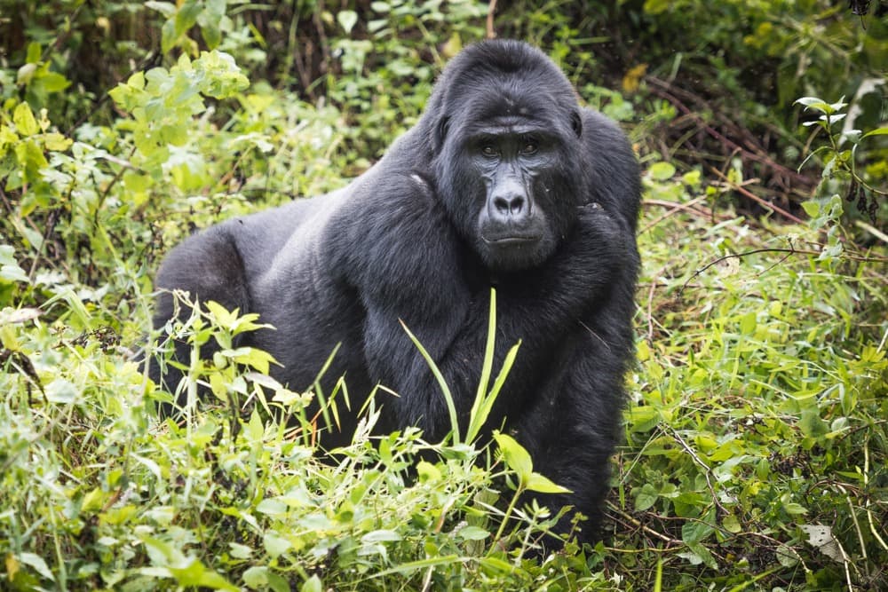 Bwindi National Park