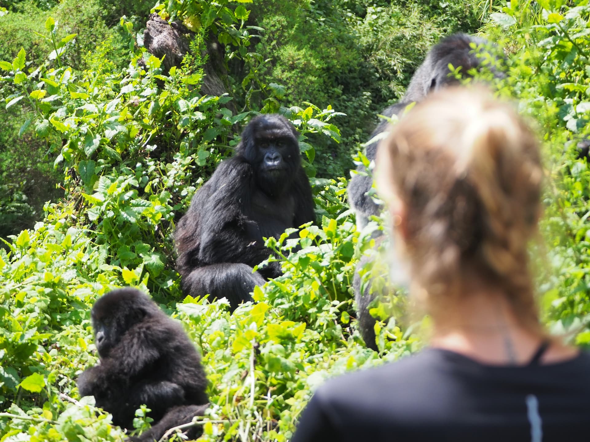 florine dergelet voyage rwanda famille gorille jpg