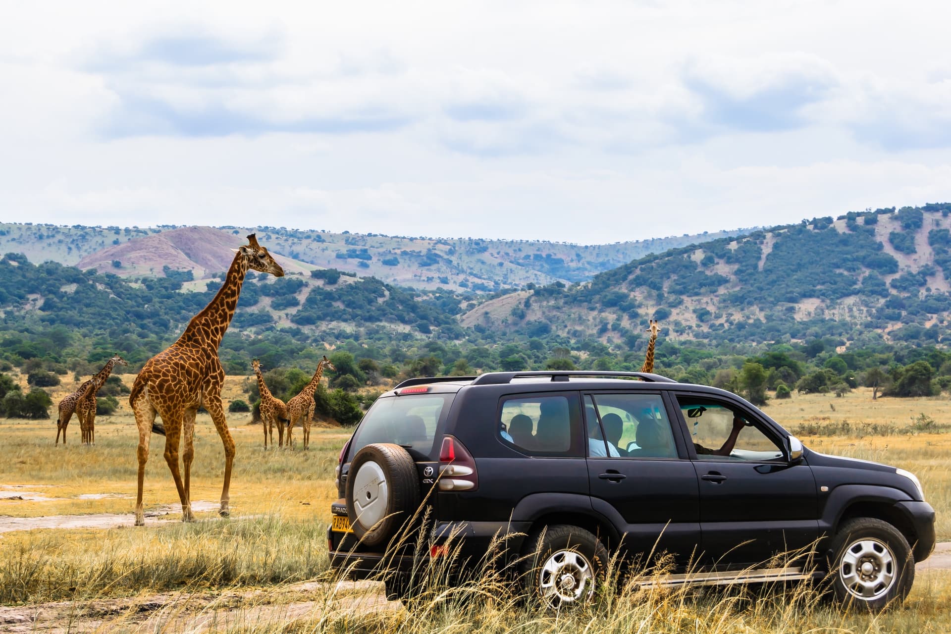 Safari in Rwanda: Where to See the Big Five?