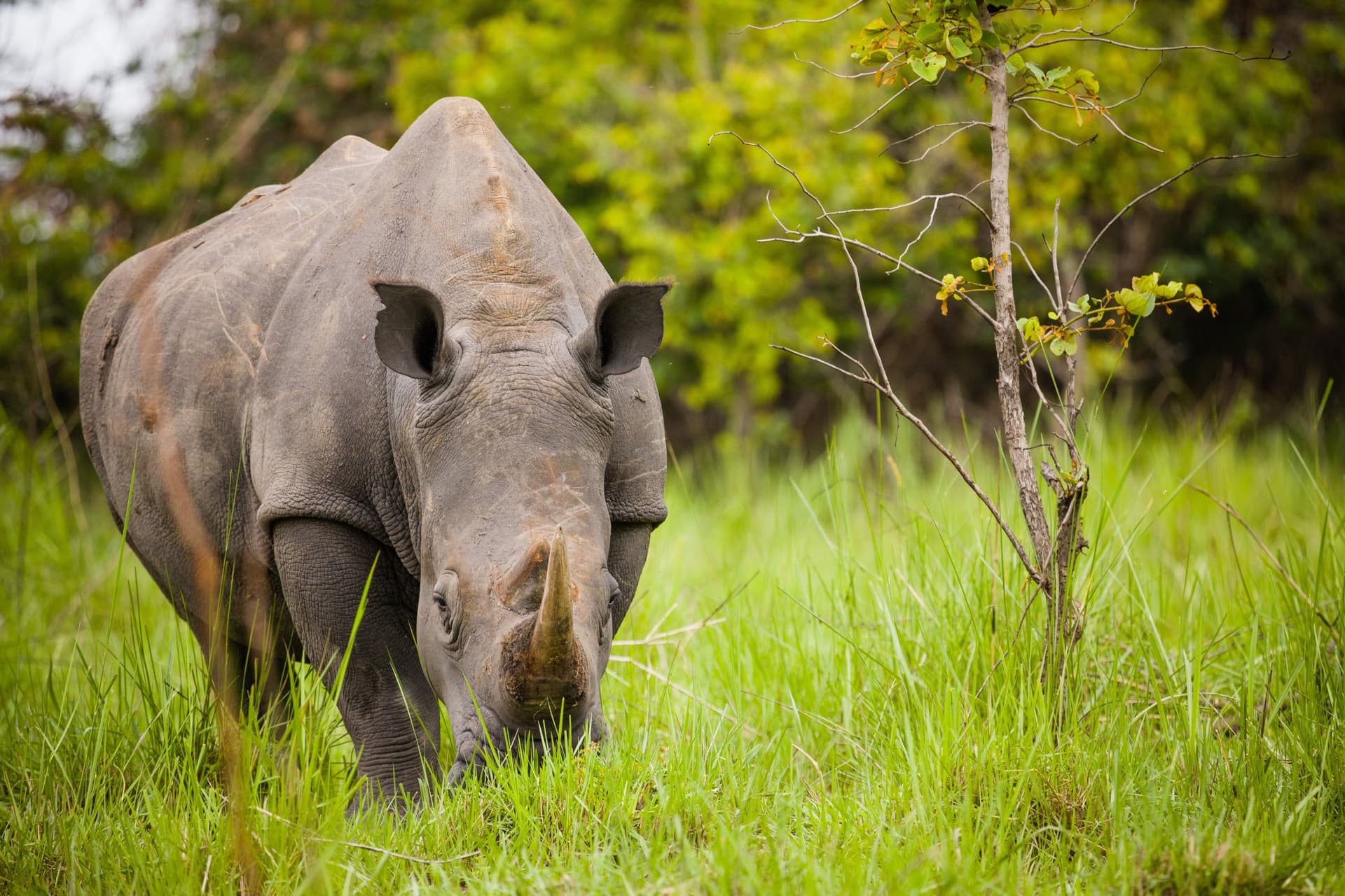 ziwa rhino 1