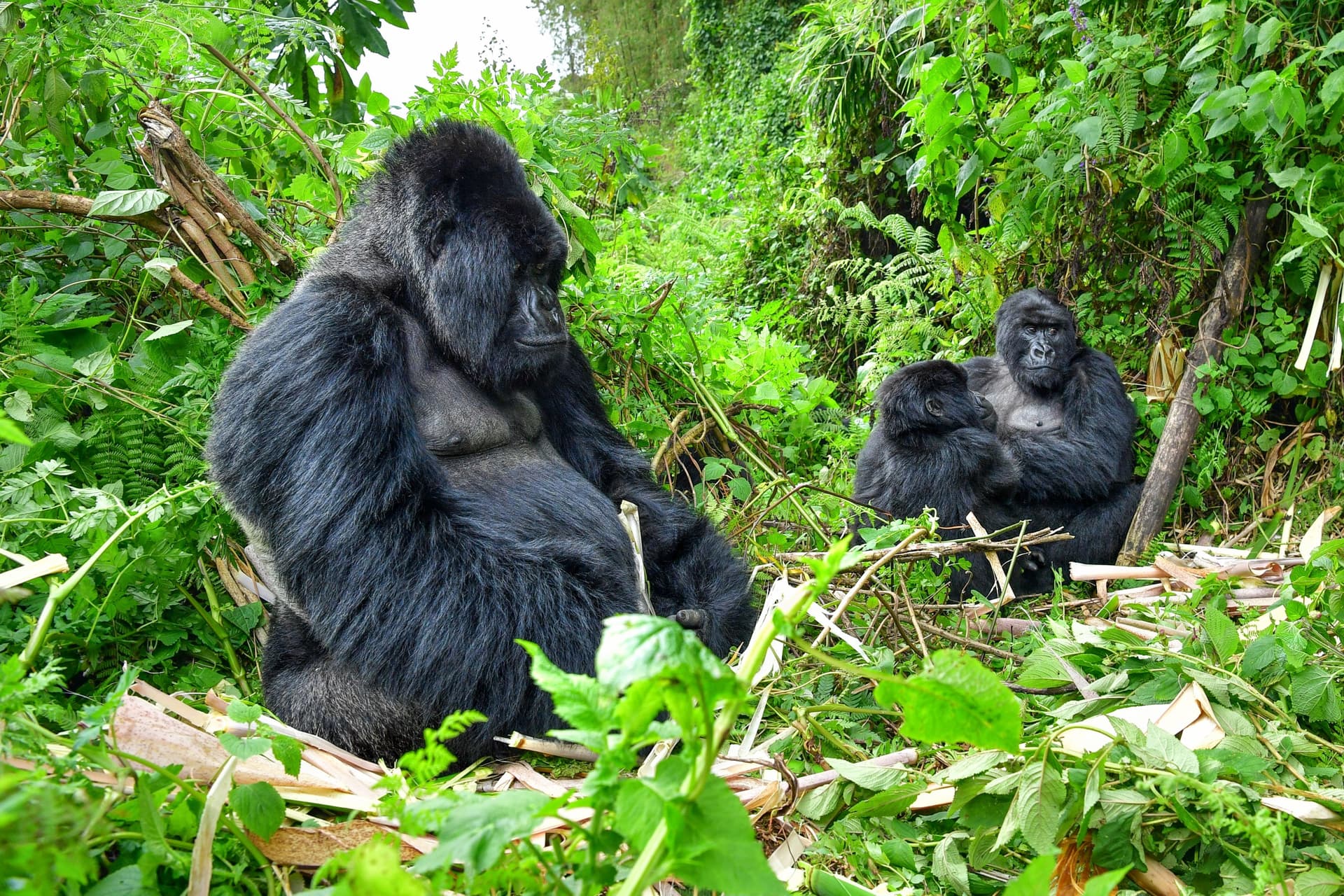 Mountain Gorillas in Rwanda: Where, When and How to See Them?