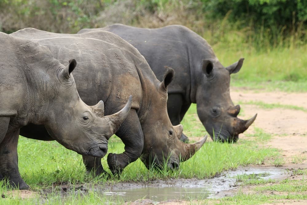Ziwa Rhino Sanctuary